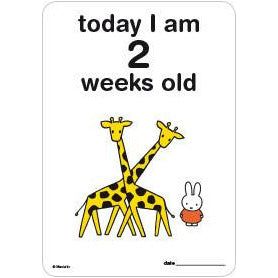 Milestone Baby Cards Miffy Edition | Little Baby.